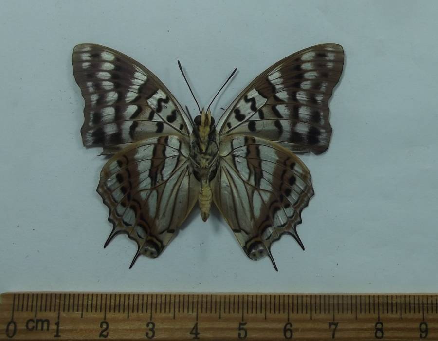Male - Ventral View<br>(Origin of the Specimen: Cameroon, August 2011)