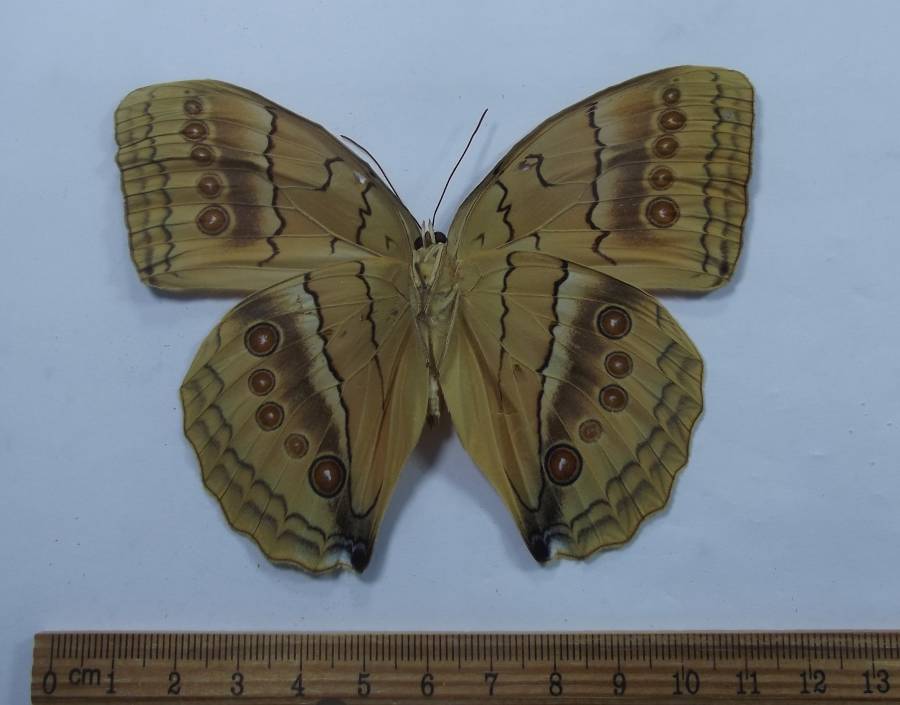 Male - Ventral View<br>(Origin of the Specimen: NW Yunnan, China, 2017)