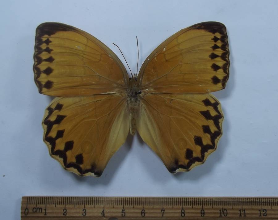 Female Dorsal View<br>(Origin of the Specimen: NW Yunnan, China, 2017)