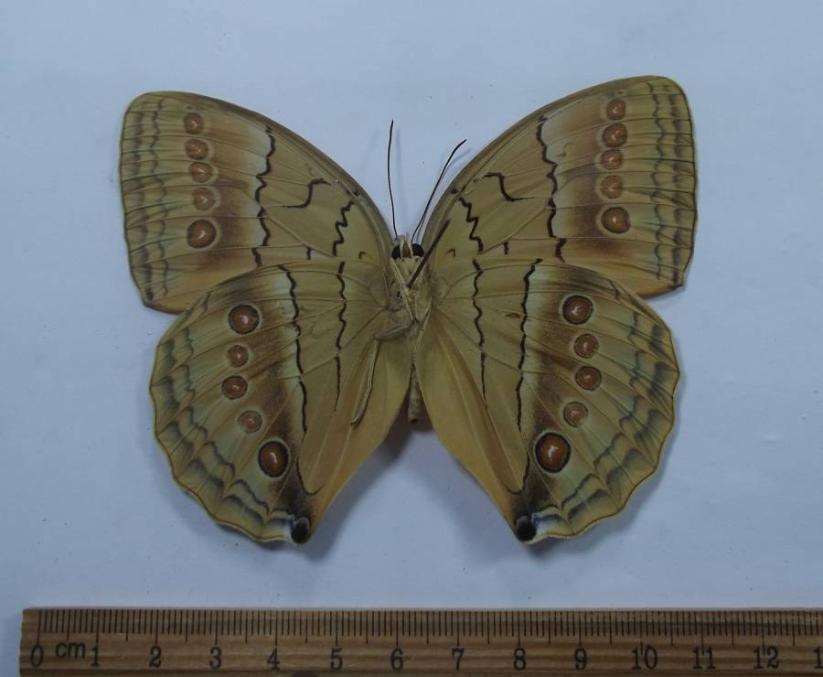Female - Ventral View<br>(Origin of the Specimen: NW Yunnan, China, 2017)