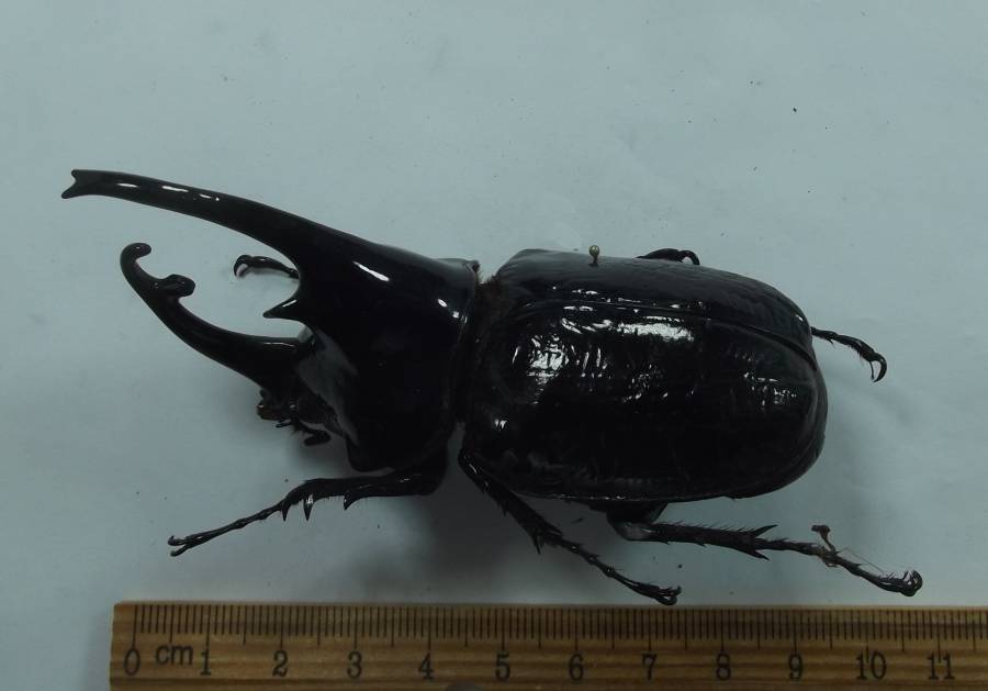 Angle,, 9.1 cm male<br>(Origin of the Specimen: North Cameroon, Sept. 2018)