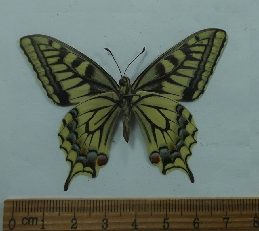 Male - Ventral View<br>(Origin of the Specimen: Kamchatskiy, Kamchatka,  June 2009)
