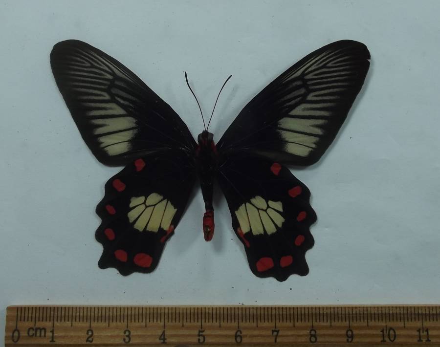 Male - Ventral View<br>(Origin of the Specimen: Tanimbar Islandlan, June 1998)