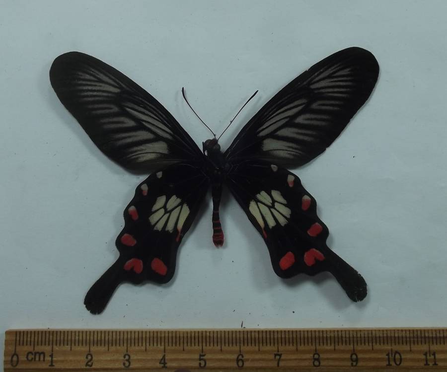 Male - Ventral View<br>(Origin of the Specimen: Palu, Sulawesi, June 5, 2003)
