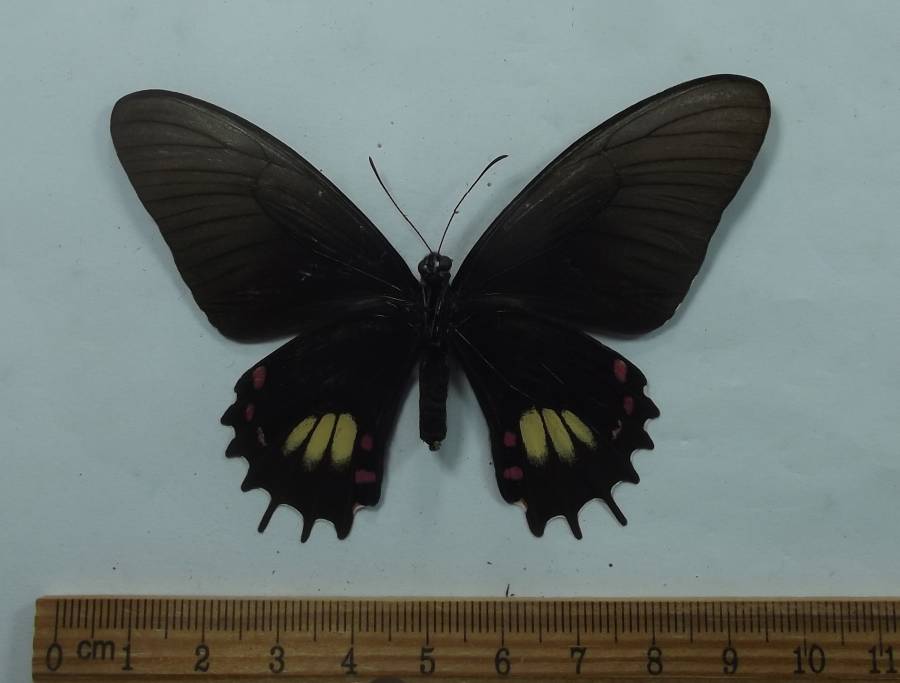 Female - Ventral View<br>(Origin of the Specimen: Iquitos, Peru, Sept 2007)