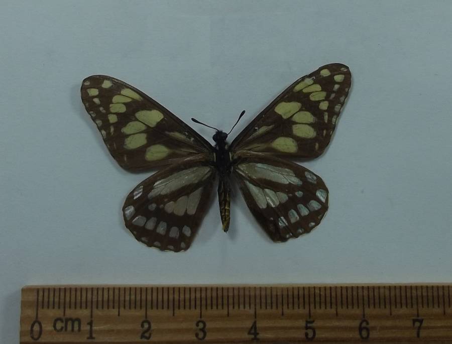 Male - Ventral View<br>(Origin of the Specimen: Chiapas, Mexico, June 12, 2009)