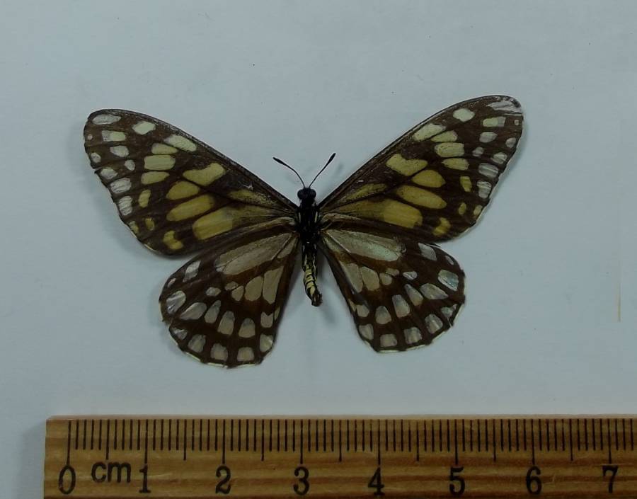 Female - Ventral View<br>(Origin of the Specimen: Chiapas, Mexico, June 12, 2009)