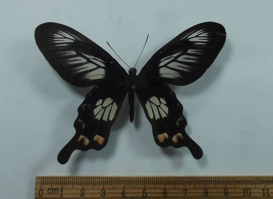 Female - Dorsal View<br>(Origin of the Specimen: Taliabu Isle, June 7, 2013)