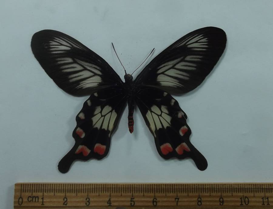 Female - Ventral View<br>(Origin of the Specimen: Taliabu Isle, June 7, 2013)