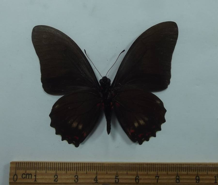 Male - Ventral View<br>(Origin of the Specimen: Muzo, colombia, June 5, 1987)