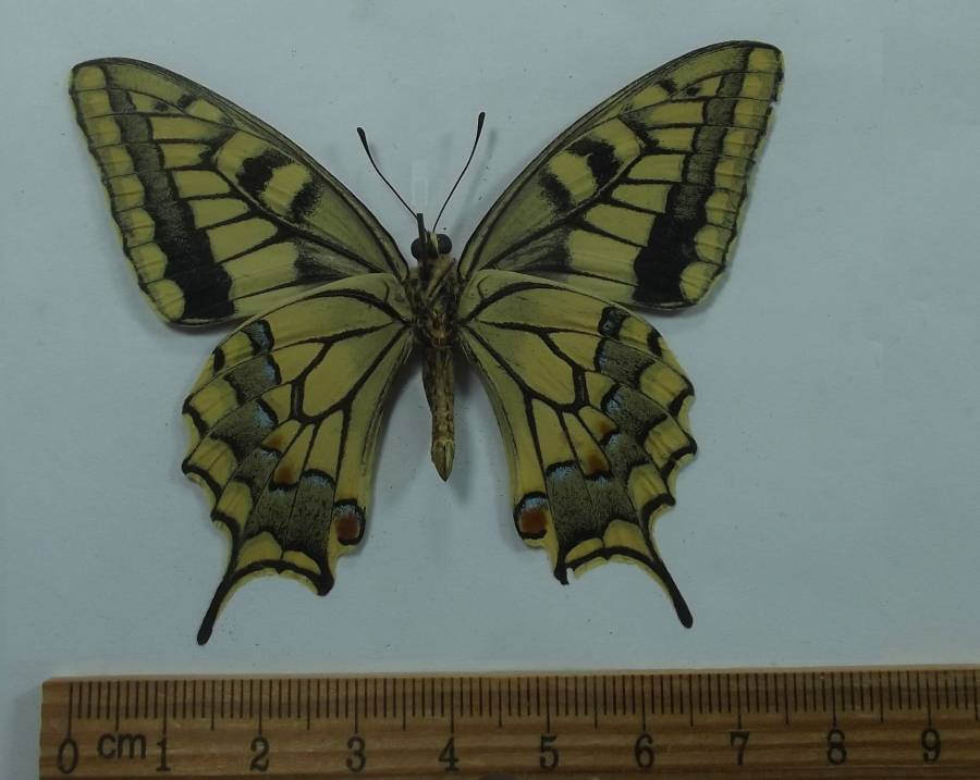 Male - Ventral View<br>(Origin of the Specimen: Middle Atlas Mnts, May 19, 2017)