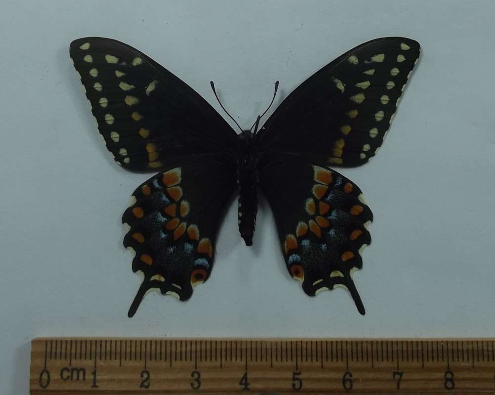 Female - Ventral View<br>(Origin of the Specimen: Norland, Ontario, June 4, 1987)