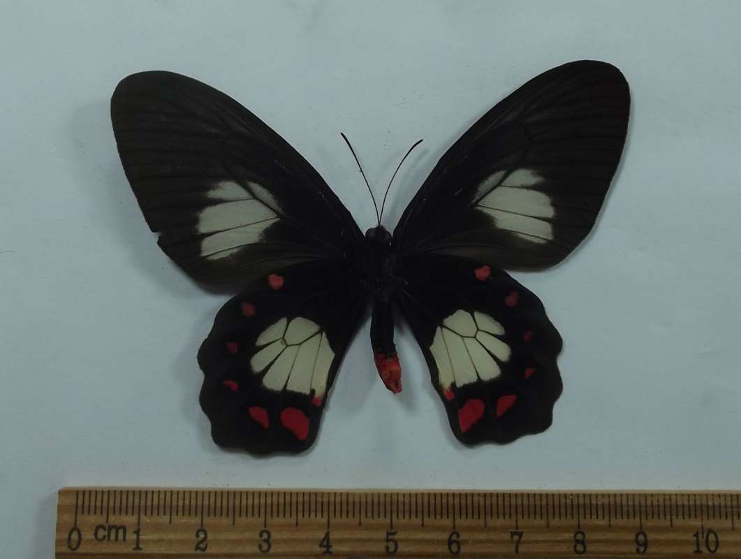 Female - Ventral View<br>(Origin of the Specimen: Sorong, Irian Jaya, Sept 2009)