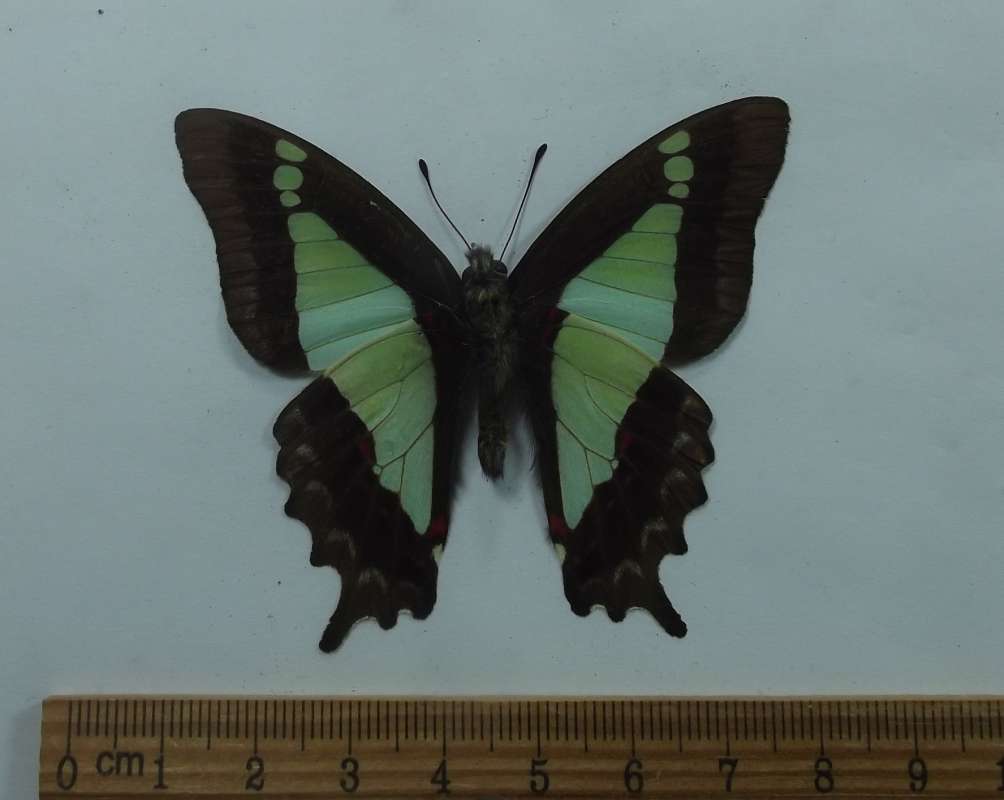 Male - Ventral View<br>(Origin of the Specimen: Mindanao, August 1998)