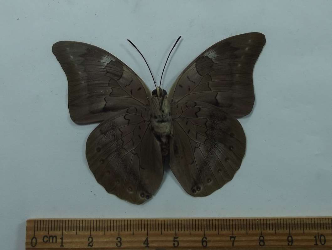 Male - Ventral View<br>(Origin of the Specimen: Guerrero, Mexico, July 1998)