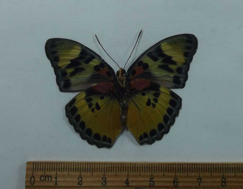 Male - Ventral View<br>(Origin of the Specimen: Uganda, Sept 1998)
