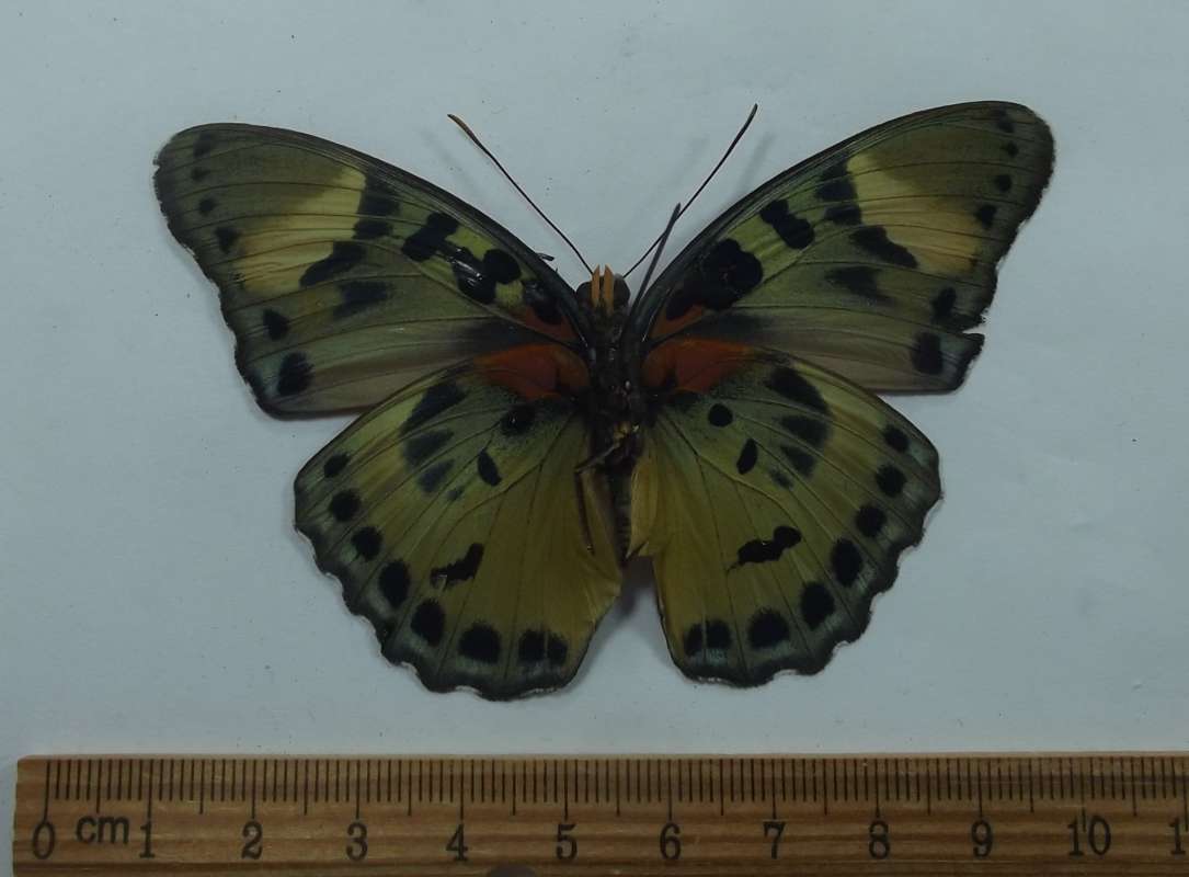 Female - Ventral View - repaired<br>(Origin of the Specimen: Uganda, Sept 1998)
