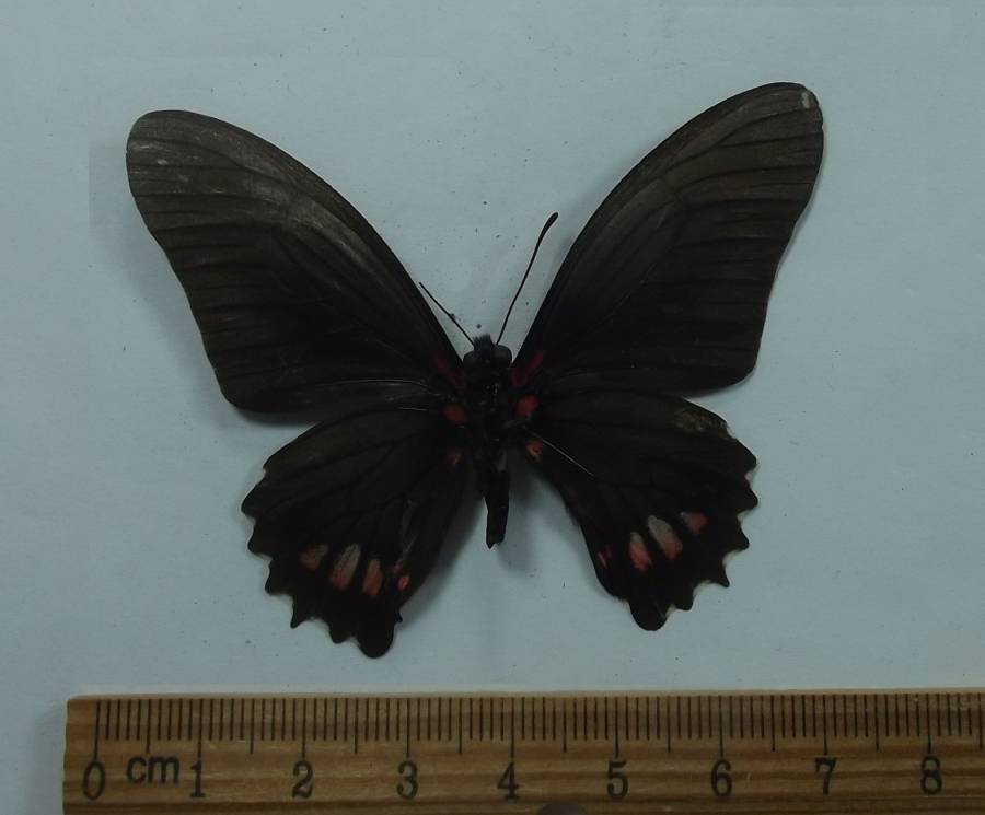 Male - Ventral View<br>(Origin of the Specimen: Cuzco, Peru, Dec. 1998)