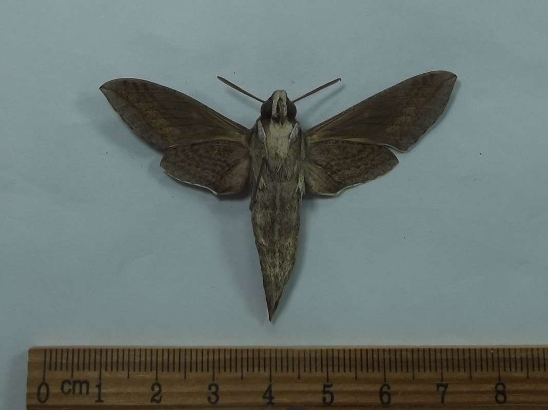 Male - Ventral View<br>(Origin of the Specimen: Ova: Canary Islands, Raised: Poland)