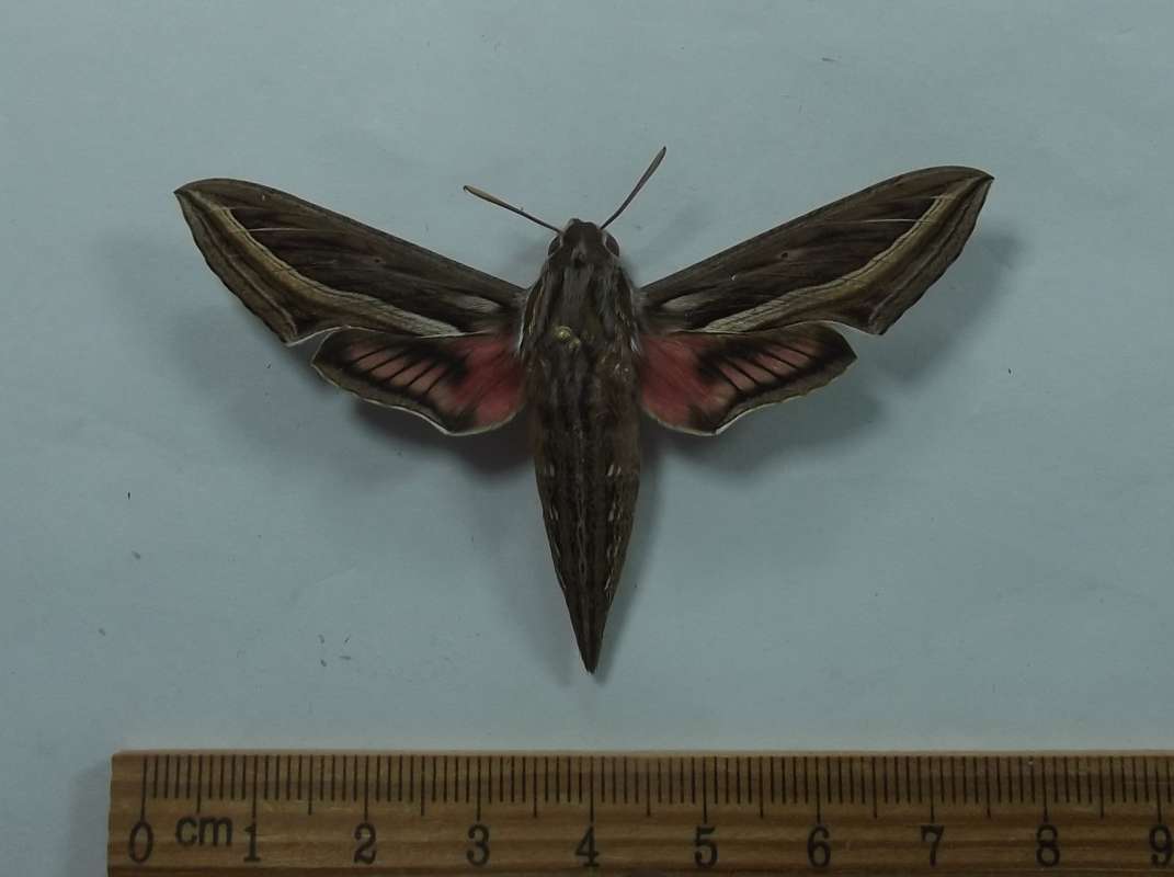 Female - Dorsal View<br>(Origin of the Specimen: Ova: Canary Islands, Raised: Poland)