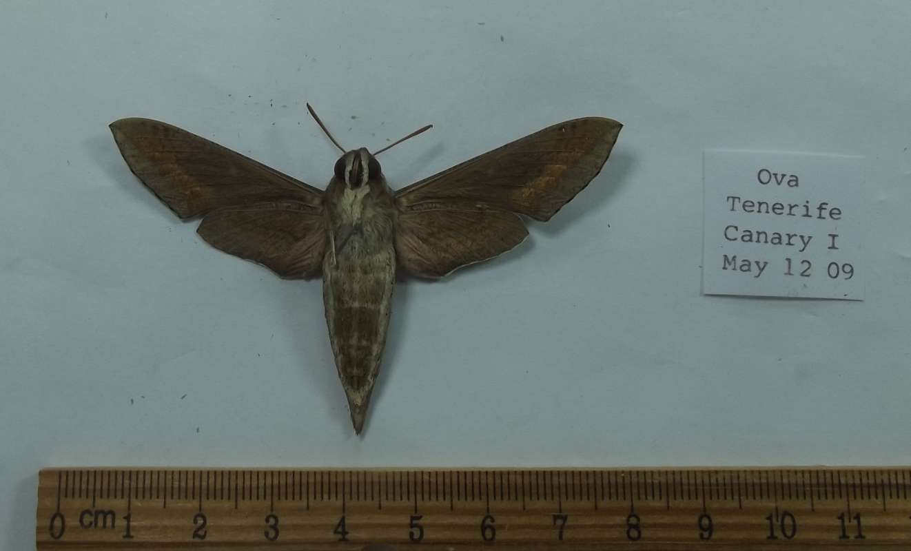 Female - Ventral View<br>(Origin of the Specimen: Ova: Canary Islands, Raised: Poland)