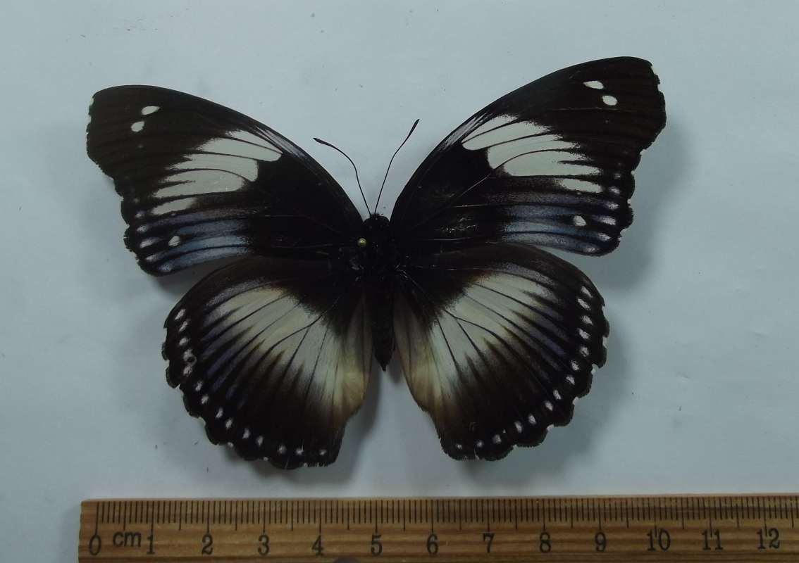 White and Black Female - Dorsal View<br>(Origin of the Specimen: Republic  Central Africa, Dec. 2008)