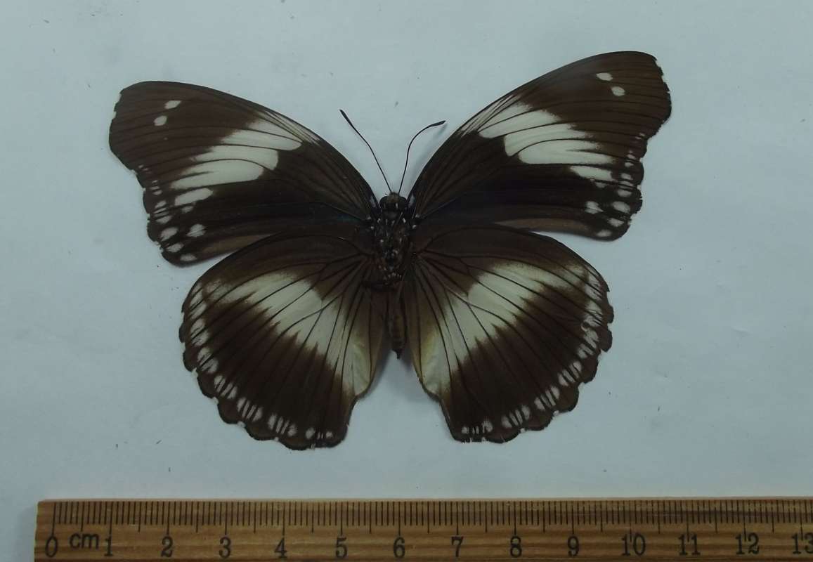 White and Black Female -Ventrall View<br>(Origin of the Specimen: Republic  Central Africa, Dec. 2008)