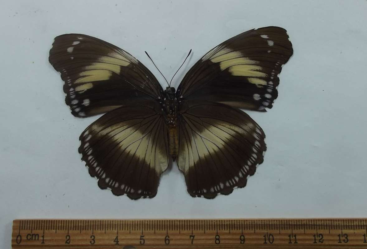 Yellow and Black Female - Ventral View<br>(Origin of the Specimen: Republic  Central Africa, Dec. 2008)