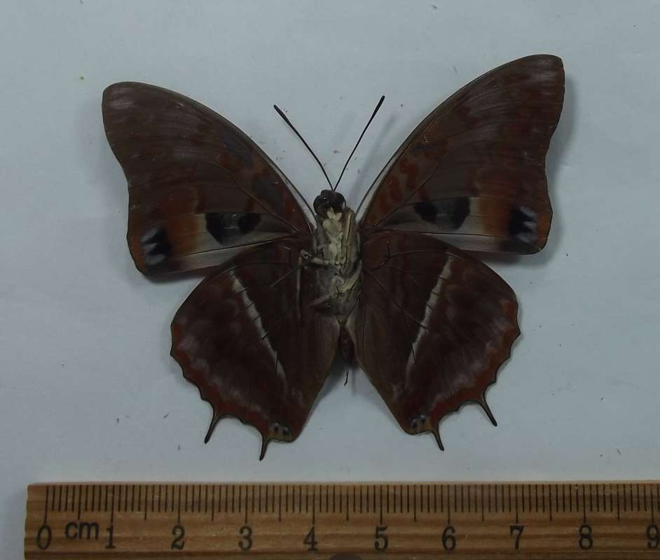 Male - Ventral View<br>(Origin of the Specimen: Cameroon, Dec. 2008)