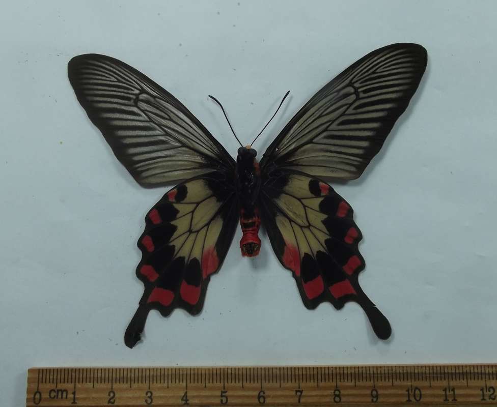 Male - Vetnral View<br>(Origin of the Specimen: Alor Isle, Dec 2008)