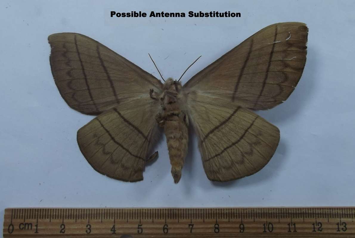 Female - Ventral View<br>(Origin of the Specimen: Tanzania, June 2009)