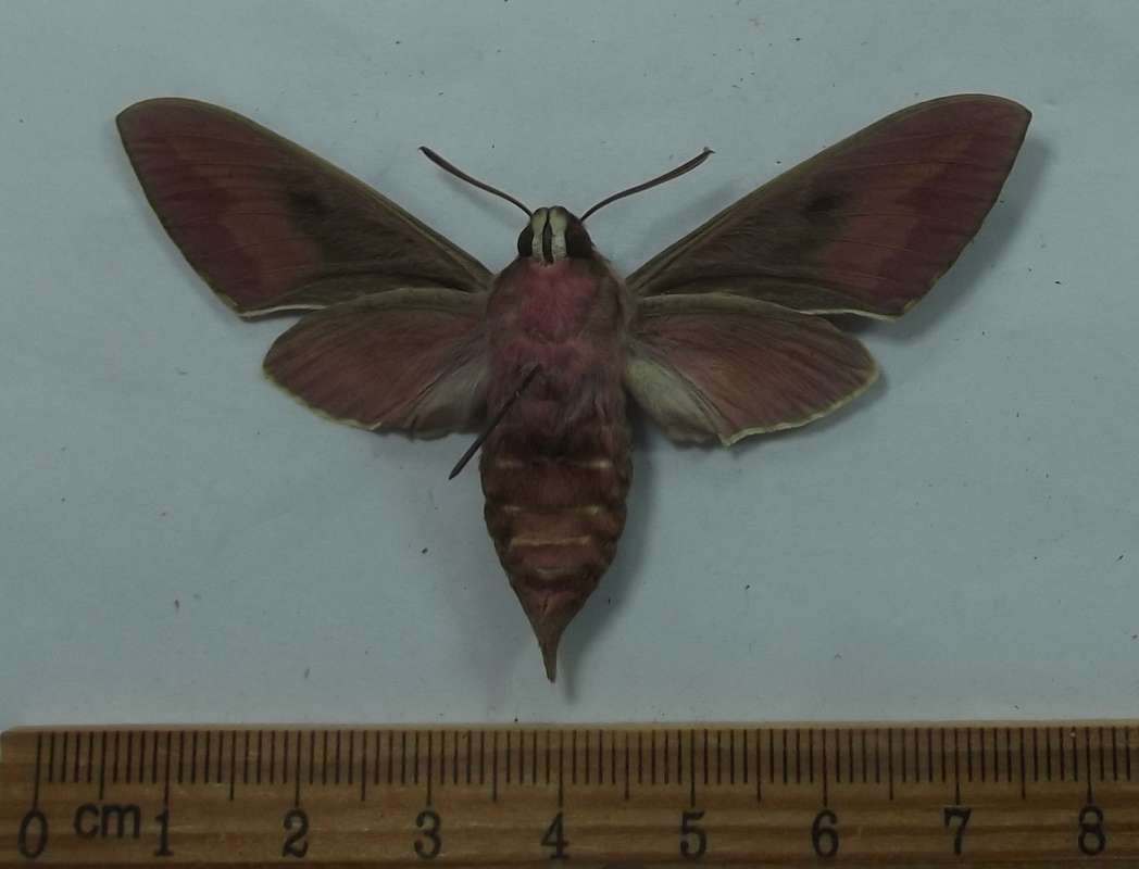 Female - Dorsal View<br>(Origin of the Specimen: Ova: Tenerife, Canary Isles,)