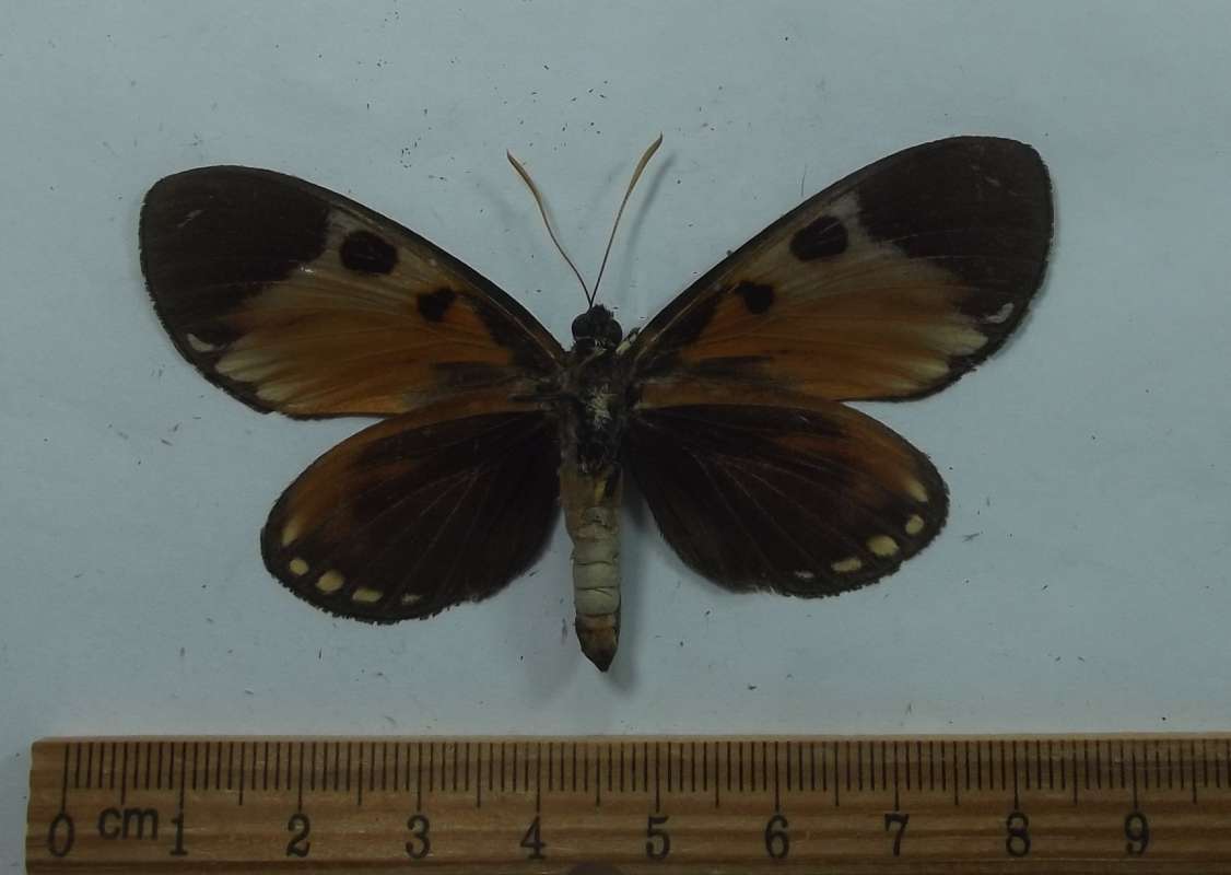 Female - Ventral View<br>(Origin of the Specimen: Ecuador, Sept. 2012)