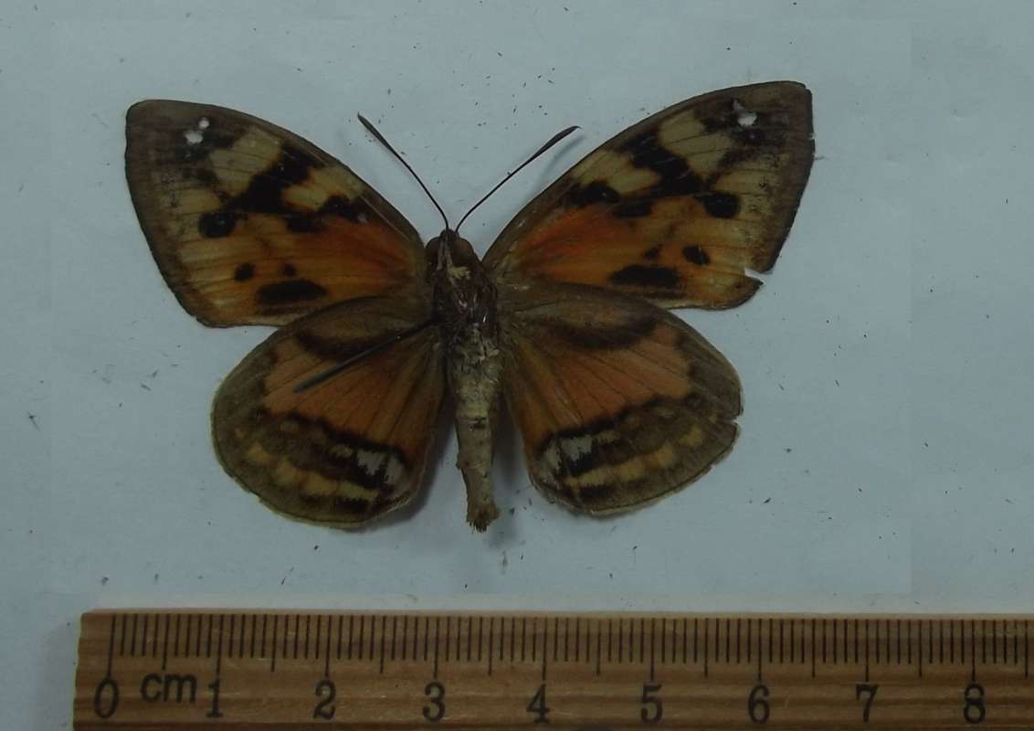 Male - Ventral View<br>(Origin of the Specimen: Mexico, June 1998)