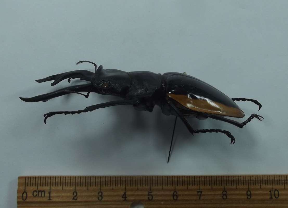 Male - Side View, Length about 7. 5 Cm.<br>(Origin of the Specimen: Muchangchai, 700 Meters, Vietnam,)