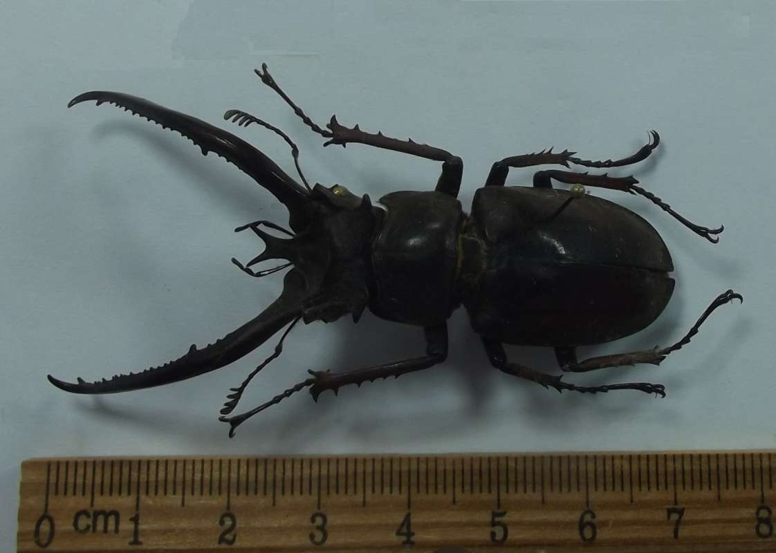 Dorsal View, Large Male<br>(Origin of the Specimen: Muchangchai, Yenebai Prov, Vietnam)