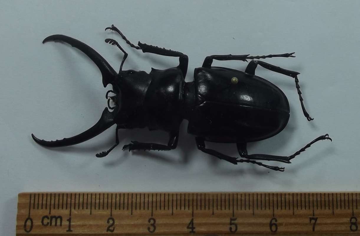 Dorsal View - Horizontal Specimen<br>(Origin of the Specimen: Mu Cang Chai, Yen-Bai Prov. Vietnam)