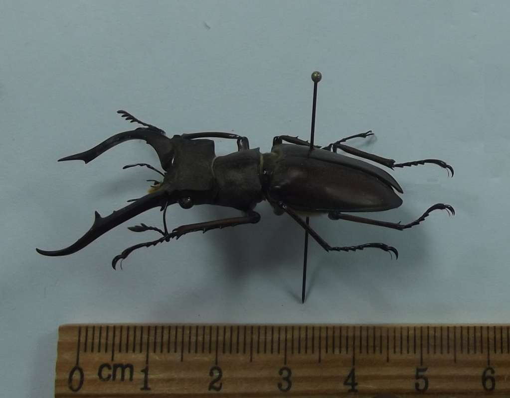 Angle View<br>(Origin of the Specimen: Axan Mt. Guengnam, April 2018)