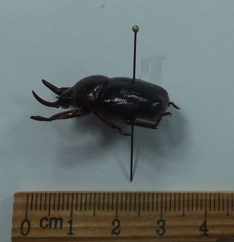 Male - Side View<br>(Origin of the Specimen: Axan Mountain, Tay Giang, Vietnam)
