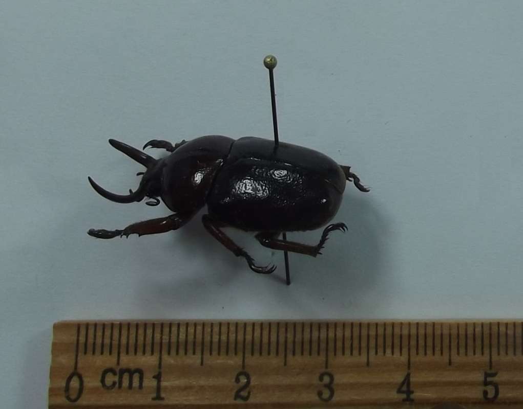 Male - Angle View<br>(Origin of the Specimen: Axan Mountain, Tay Giang, Vietnam)