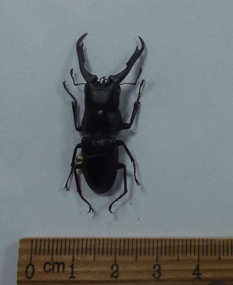 Dorsal View, Large Male about 4.5 Cm<br>(Origin of the Specimen: Mucang Chai, Yen Bai Prov, Vietnam)