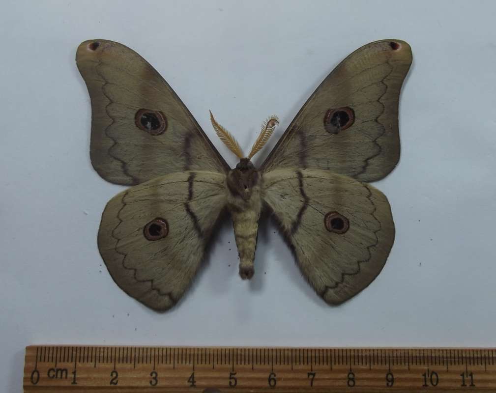 Male - Ventral View<br>(Origin of the Specimen: Sonora, Mexico, July 1984)