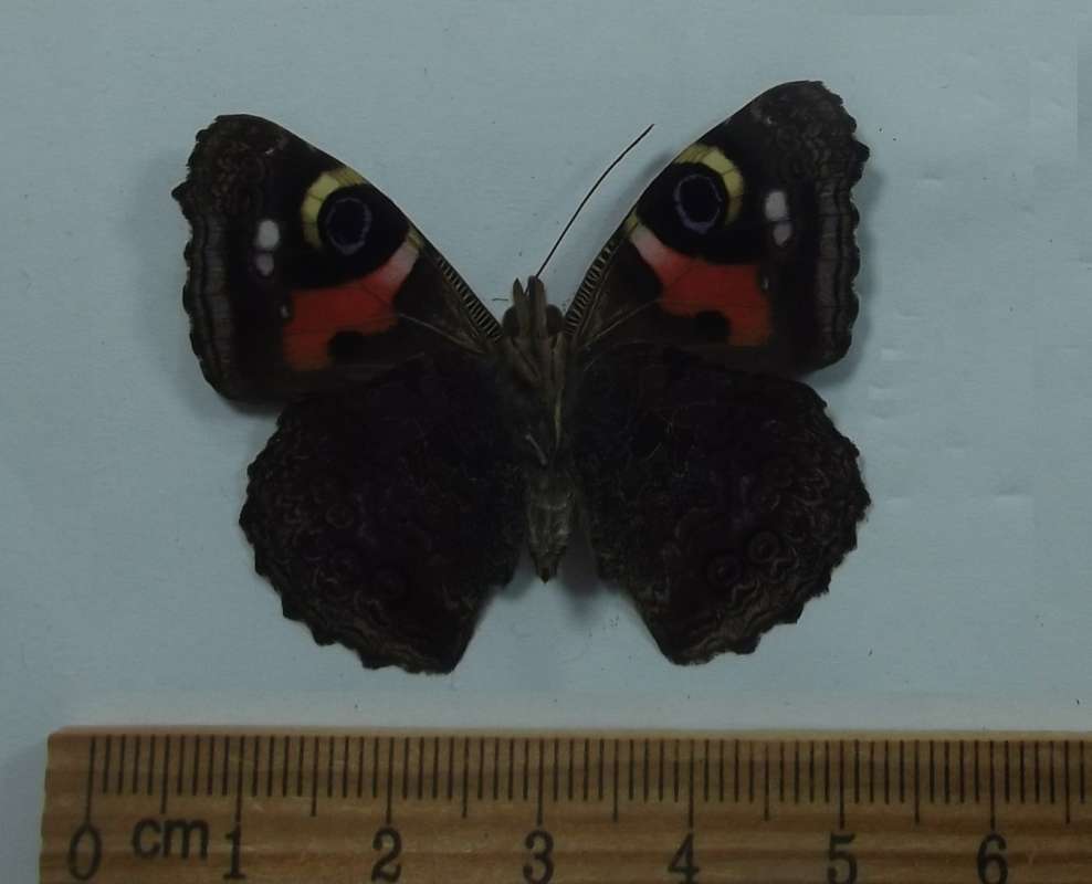 Male - Ventral View<br>(Origin of the Specimen: Caschenka, Amur Region, China)