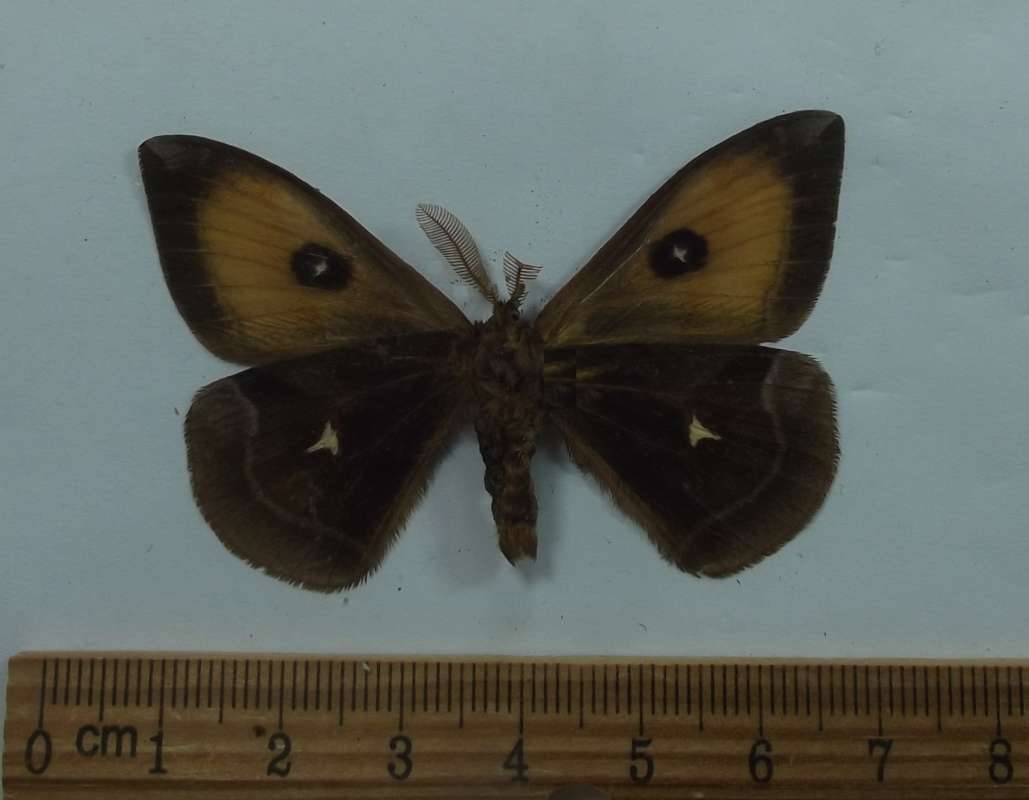Male - Ventral View<br>(Origin of the Specimen: Bred in Poland, June 2004)