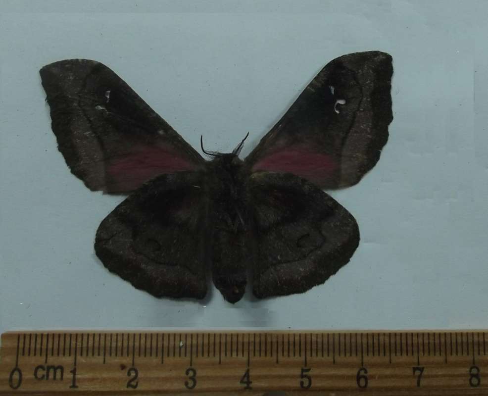 Female - Ventral View<br>(Origin of the Specimen: Tanzania, June 2006)