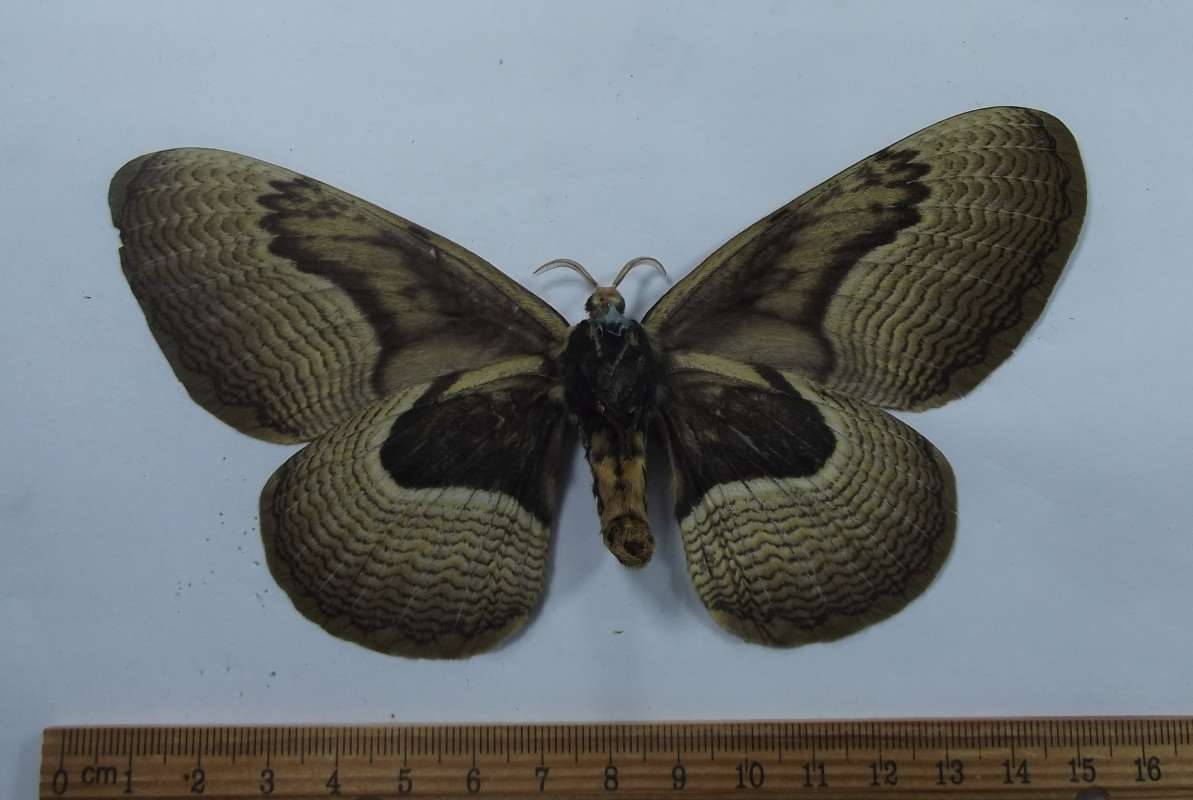 Female - Ventral View<br>(Origin of the Specimen: Cambodia, August 1998)
