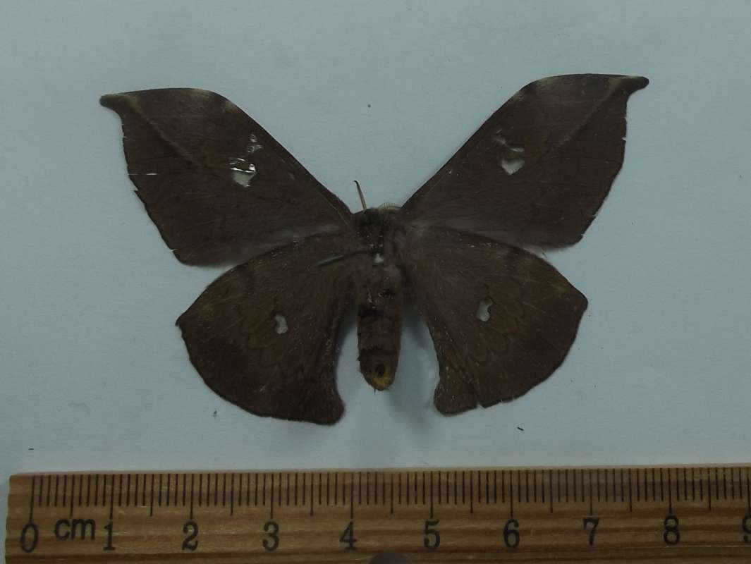 Female - Ventral View<br>(Origin of the Specimen: Tanzania, June 7, 2009)