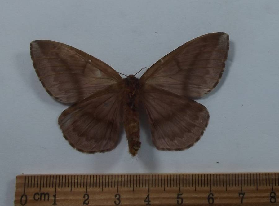 Female - Ventral View<br>(Origin of the Specimen: Esmeraldes, Ecuador, Sept. 2013)