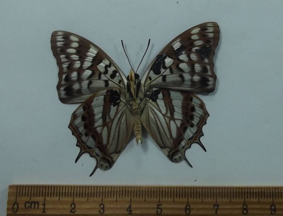Male=- Ventral View<br>(Origin of the Specimen: Uganda, Oct. 1995)