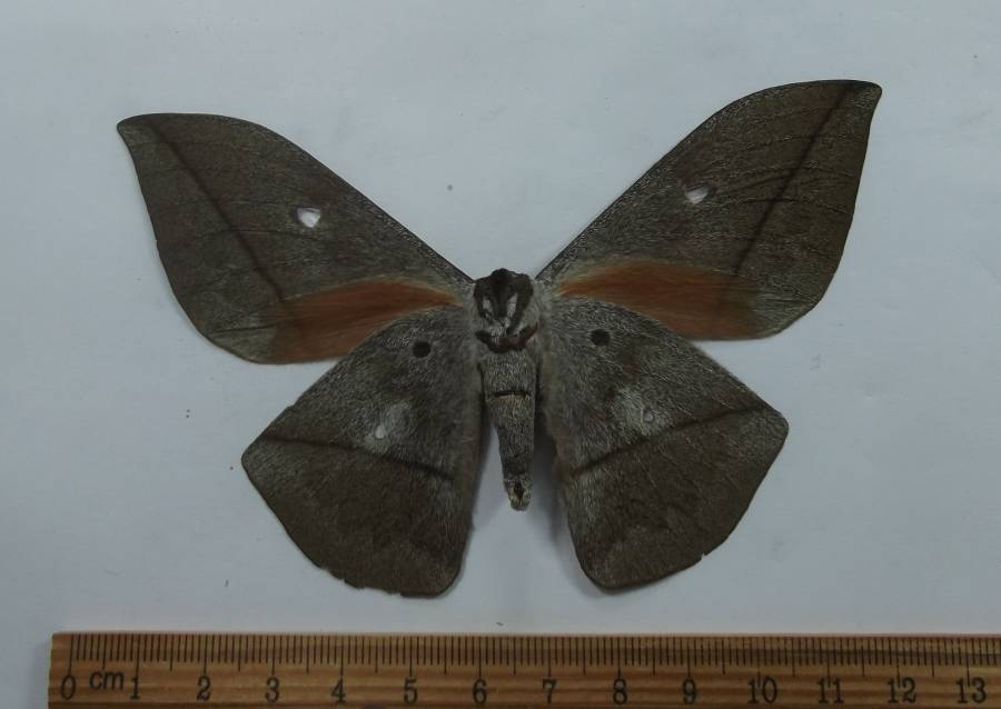 Female - Ventral View<br>(Origin of the Specimen: Cameroon, May 2002)